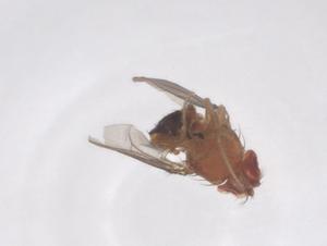  ( - CBG-B01139-A11)  @11 [ ] CreativeCommons - Attribution Share - Alike (2025) Centre for Biodiversity Genomics Centre for Biodiversity Genomics