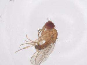  ( - CBG-B01139-B02)  @11 [ ] CreativeCommons - Attribution Share - Alike (2025) Centre for Biodiversity Genomics Centre for Biodiversity Genomics