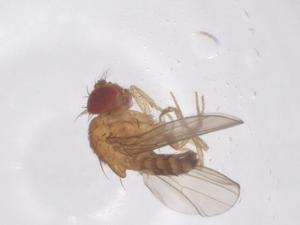  ( - CBG-B01139-B03)  @11 [ ] CreativeCommons - Attribution Share - Alike (2025) Centre for Biodiversity Genomics Centre for Biodiversity Genomics