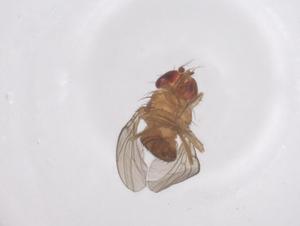  ( - CBG-B01139-B06)  @11 [ ] CreativeCommons - Attribution Share - Alike (2025) Centre for Biodiversity Genomics Centre for Biodiversity Genomics