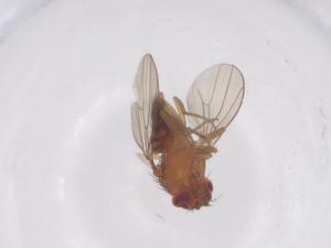  ( - CBG-B01139-B07)  @11 [ ] CreativeCommons - Attribution Share - Alike (2025) Centre for Biodiversity Genomics Centre for Biodiversity Genomics