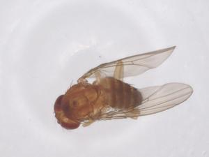  ( - CBG-B01141-C03)  @11 [ ] CreativeCommons - Attribution Share - Alike (2025) Centre for Biodiversity Genomics Centre for Biodiversity Genomics