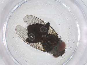  ( - CBG-B01142-F06)  @11 [ ] CreativeCommons - Attribution Share - Alike (2025) Centre for Biodiversity Genomics Centre for Biodiversity Genomics