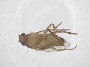  ( - CBG-B01142-G07)  @11 [ ] CreativeCommons - Attribution Share - Alike (2025) Centre for Biodiversity Genomics Centre for Biodiversity Genomics