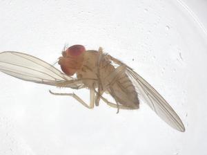  ( - CBG-B05204-D01)  @11 [ ] CreativeCommons - Attribution Share - Alike (2025) Centre for Biodiversity Genomics Centre for Biodiversity Genomics