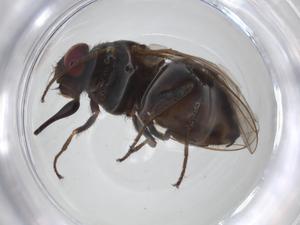  ( - CBG-A25291-H06)  @11 [ ] CreativeCommons - Attribution Share - Alike (2023) Centre for Biodiversity Genomics Centre for Biodiversity Genomics