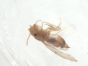  ( - CBG-A26667-B12)  @11 [ ] CreativeCommons - Attribution Share - Alike (2024) Centre for Biodiversity Genomics Centre for Biodiversity Genomics