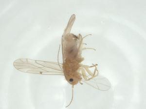  ( - CBG-A26683-E02)  @11 [ ] CreativeCommons - Attribution Share - Alike (2024) Centre for Biodiversity Genomics Centre for Biodiversity Genomics