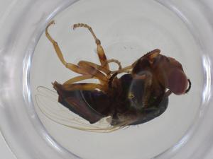  ( - CBG-A26707-B11)  @11 [ ] CreativeCommons - Attribution Share - Alike (2024) Centre for Biodiversity Genomics Centre for Biodiversity Genomics
