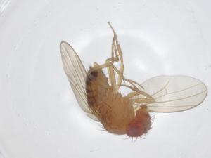  ( - CBG-A22998-D03)  @11 [ ] CreativeCommons - Attribution Share - Alike (2023) Centre for Biodiversity Genomics Centre for Biodiversity Genomics