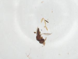  ( - CBG-A24904-B10)  @11 [ ] CreativeCommons - Attribution Share - Alike (2023) Centre for Biodiversity Genomics Centre for Biodiversity Genomics