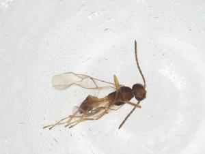  ( - CBG-A24922-G10)  @11 [ ] CreativeCommons - Attribution Share - Alike (2023) Centre for Biodiversity Genomics Centre for Biodiversity Genomics