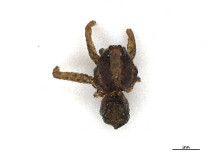  ( - CBG-A27580-H04)  @11 [ ] CreativeCommons - Attribution Share-Alike (2024) CBG Photography Group Centre for Biodiversity Genomics