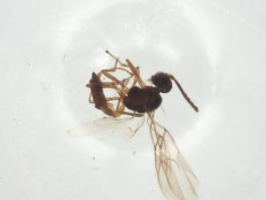  ( - CBG-A28010-F08)  @11 [ ] CreativeCommons - Attribution Share - Alike (2024) Centre for Biodiversity Genomics Centre for Biodiversity Genomics