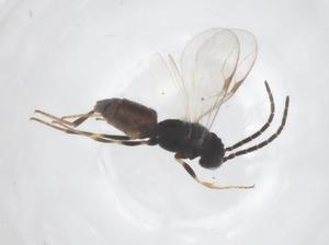  ( - CBG-B00205-D11)  @11 [ ] CreativeCommons - Attribution Share - Alike (2025) Centre for Biodiversity Genomics Centre for Biodiversity Genomics