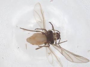  ( - CBG-B00205-E06)  @11 [ ] CreativeCommons - Attribution Share - Alike (2025) Centre for Biodiversity Genomics Centre for Biodiversity Genomics