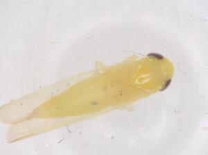  ( - CBG-B01813-B07)  @11 [ ] CreativeCommons - Attribution Share - Alike (2025) Centre for Biodiversity Genomics Centre for Biodiversity Genomics