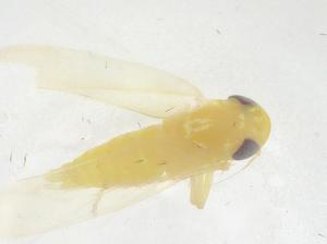  ( - CBG-B01814-A01)  @11 [ ] CreativeCommons - Attribution Share - Alike (2025) Centre for Biodiversity Genomics Centre for Biodiversity Genomics