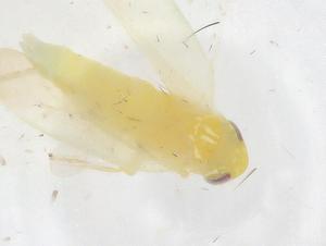  ( - CBG-B01814-E03)  @11 [ ] CreativeCommons - Attribution Share - Alike (2025) Centre for Biodiversity Genomics Centre for Biodiversity Genomics