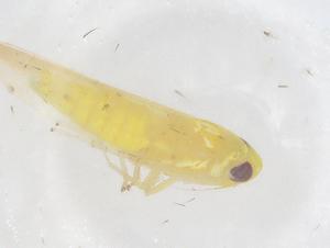  ( - CBG-B01814-E06)  @11 [ ] CreativeCommons - Attribution Share - Alike (2025) Centre for Biodiversity Genomics Centre for Biodiversity Genomics