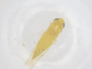  ( - CBG-B01814-E07)  @11 [ ] CreativeCommons - Attribution Share - Alike (2025) Centre for Biodiversity Genomics Centre for Biodiversity Genomics