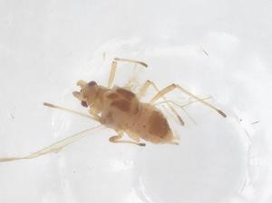  ( - CBG-B01816-G04)  @11 [ ] CreativeCommons - Attribution Share - Alike (2025) Centre for Biodiversity Genomics Centre for Biodiversity Genomics