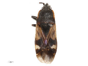  ( - CBG-B02541-H06)  @11 [ ] CreativeCommons - Attribution Share - Alike (2025) CBG Photography Group Centre for Biodiversity Genomics