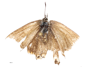  ( - CBG-B02549-B05)  @11 [ ] CreativeCommons - Attribution Share - Alike (2025) CBG Photography Group Centre for Biodiversity Genomics