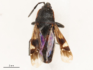  ( - CBG-B02549-D09)  @11 [ ] CreativeCommons - Attribution Share - Alike (2025) CBG Photography Group Centre for Biodiversity Genomics