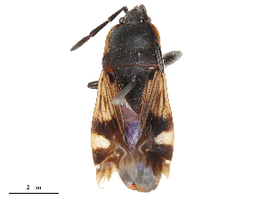  ( - CBG-B02549-D11)  @11 [ ] CreativeCommons - Attribution Share - Alike (2025) CBG Photography Group Centre for Biodiversity Genomics