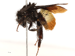  ( - CBG-B02549-E09)  @11 [ ] CreativeCommons - Attribution Share - Alike (2025) CBG Photography Group Centre for Biodiversity Genomics