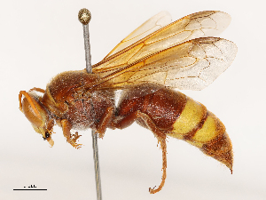  ( - CBG-B02554-D07)  @11 [ ] CreativeCommons - Attribution Share - Alike (2025) CBG Photography Group Centre for Biodiversity Genomics