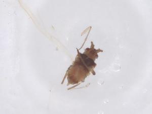  ( - CBG-B02729-D07)  @11 [ ] CreativeCommons - Attribution Share - Alike (2025) Centre for Biodiversity Genomics Centre for Biodiversity Genomics