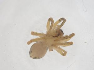  ( - CBG-B02730-A11)  @11 [ ] CreativeCommons - Attribution Share - Alike (2025) Centre for Biodiversity Genomics Centre for Biodiversity Genomics