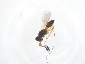  (Palpoteleia - CBG-B02730-E01)  @11 [ ] CreativeCommons - Attribution Share - Alike (2025) Centre for Biodiversity Genomics Centre for Biodiversity Genomics