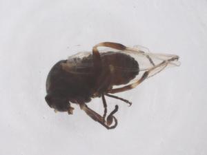  ( - CBG-B02732-A07)  @11 [ ] CreativeCommons - Attribution Share - Alike (2025) Centre for Biodiversity Genomics Centre for Biodiversity Genomics