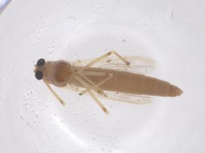  ( - CBG-B02732-G09)  @11 [ ] CreativeCommons - Attribution Share - Alike (2025) Centre for Biodiversity Genomics Centre for Biodiversity Genomics