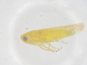  ( - CBG-B02733-F07)  @11 [ ] CreativeCommons - Attribution Share - Alike (2025) Centre for Biodiversity Genomics Centre for Biodiversity Genomics