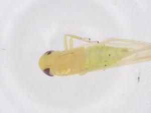  ( - CBG-B02737-C09)  @11 [ ] CreativeCommons - Attribution Share - Alike (2025) Centre for Biodiversity Genomics Centre for Biodiversity Genomics