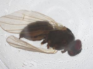  ( - CBG-B02738-E12)  @11 [ ] CreativeCommons - Attribution Share - Alike (2025) Centre for Biodiversity Genomics Centre for Biodiversity Genomics