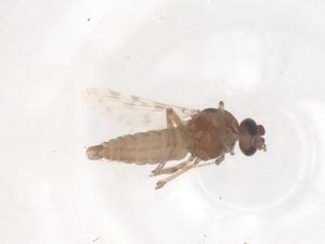  ( - CBG-B02739-H02)  @11 [ ] CreativeCommons - Attribution Share - Alike (2025) Centre for Biodiversity Genomics Centre for Biodiversity Genomics