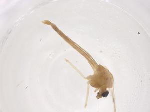  ( - CBG-B03096-A02)  @11 [ ] CreativeCommons - Attribution Share - Alike (2025) Centre for Biodiversity Genomics Centre for Biodiversity Genomics