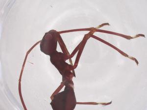  ( - CBG-B03096-F05)  @11 [ ] CreativeCommons - Attribution Share - Alike (2025) Centre for Biodiversity Genomics Centre for Biodiversity Genomics