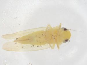  ( - CBG-B03099-G06)  @11 [ ] CreativeCommons - Attribution Share - Alike (2025) Centre for Biodiversity Genomics Centre for Biodiversity Genomics