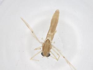  ( - CBG-B03103-C03)  @11 [ ] CreativeCommons - Attribution Share - Alike (2025) Centre for Biodiversity Genomics Centre for Biodiversity Genomics