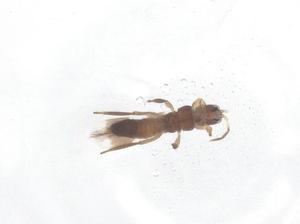  ( - CBG-B03140-E01)  @11 [ ] CreativeCommons - Attribution Share - Alike (2025) Centre for Biodiversity Genomics Centre for Biodiversity Genomics