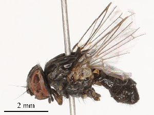  ( - CBG-B03151-C03)  @11 [ ] CreativeCommons - Attribution Share - Alike (2025) CBG Photography Group Centre for Biodiversity Genomics