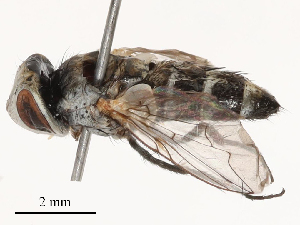  (Phrosinella nasuta - CBG-B03151-C05)  @11 [ ] CreativeCommons - Attribution Share - Alike (2025) CBG Photography Group Centre for Biodiversity Genomics