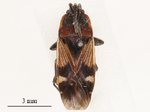  ( - CBG-B03151-D09)  @11 [ ] CreativeCommons - Attribution Share - Alike (2025) CBG Photography Group Centre for Biodiversity Genomics