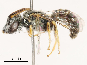  ( - CBG-B03151-E05)  @11 [ ] CreativeCommons - Attribution Share - Alike (2025) CBG Photography Group Centre for Biodiversity Genomics